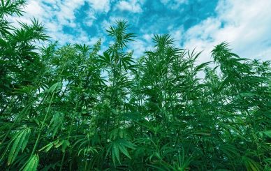 Verdant hemp plants flourishing under a clear blue sky, symbolizing the resurgence of industrial hemp in American agriculture in 2023.