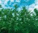 Verdant hemp plants flourishing under a clear blue sky, symbolizing the resurgence of industrial hemp in American agriculture in 2023.