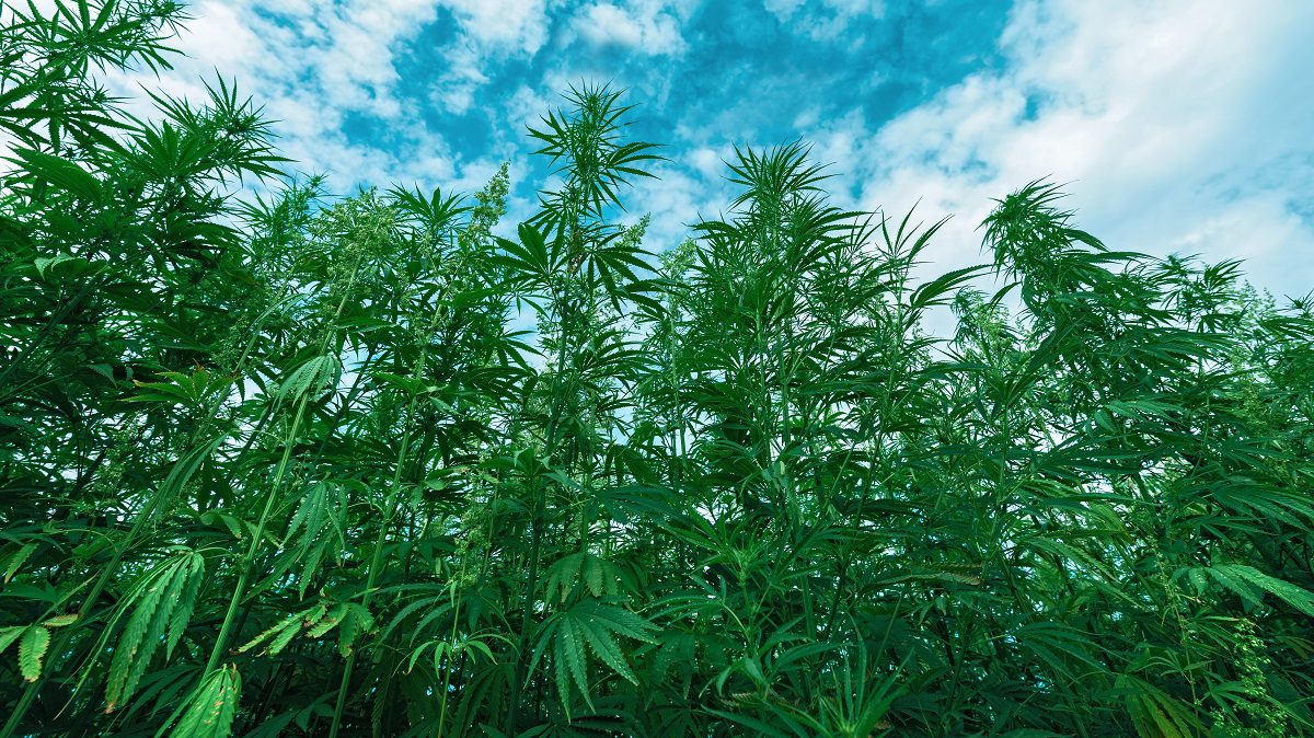 Verdant hemp plants flourishing under a clear blue sky, symbolizing the resurgence of industrial hemp in American agriculture in 2023.